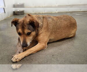 Dover - Male Bull Terrier-Unknown Mix Dog for Adoption - Photo #9