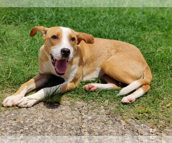 Medium Photo #10 Boxer-Rhodesian Ridgeback Mix Puppy For Sale in Talladega, AL, USA