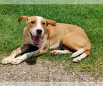 Small #9 Boxer-Rhodesian Ridgeback Mix