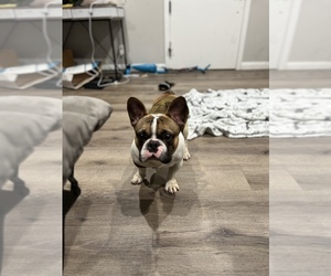 French Bulldog Puppy for sale in LOS ANGELES, CA, USA