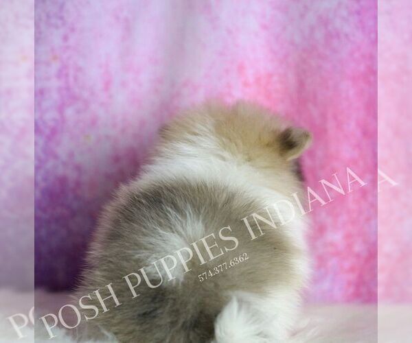 Medium Photo #6 Pomeranian Puppy For Sale in WARSAW, IN, USA