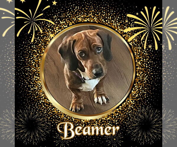 Medium Photo #1 Dachshund Puppy For Sale in San Antonio, TX, USA