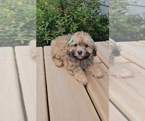 Poodle (Toy) Puppy for sale in INDIANAPOLIS, IN, USA