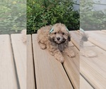 Image preview for Ad Listing. Nickname: Maggie