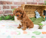 Small #6 Cavapoo (Miniature)