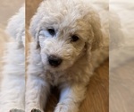 Small Photo #7 Great Pyrenees-Komondor Mix Puppy For Sale in LOUISVILLE, KY, USA