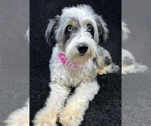 Medium Australian Shepherd Mix