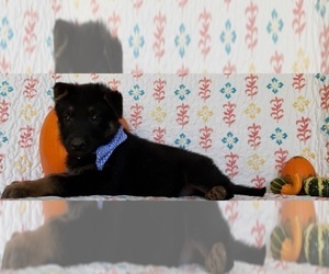 German Shepherd Dog Puppy for sale in LANCASTER, PA, USA