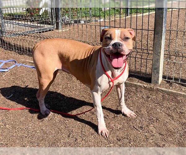 Medium Photo #2 Boxer-Unknown Mix Puppy For Sale in Orange, CA, USA