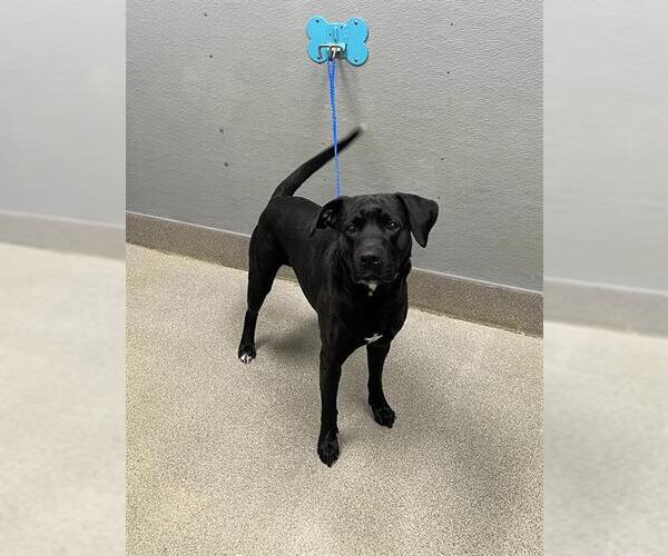 Medium Photo #1 Labrador Retriever-Unknown Mix Puppy For Sale in Las Vegas, NV, USA