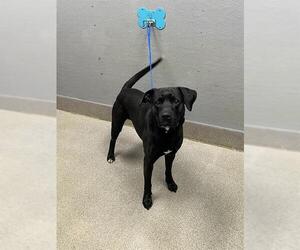 Labrador Retriever-Unknown Mix Dogs for adoption in Las Vegas, NV, USA