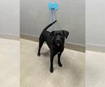 Small Labrador Retriever Mix