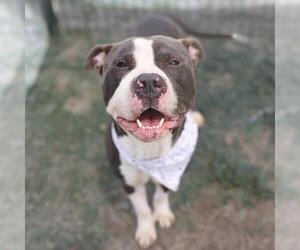 American Staffordshire Terrier Dogs for adoption in San Antonio, TX, USA