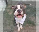 Small American Staffordshire Terrier