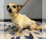 Small #1 Jack Russell Terrier Mix