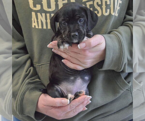 Medium Photo #4 Beagle-Unknown Mix Puppy For Sale in Huntley, IL, USA