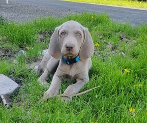 Weimaraner Puppy for sale in BUFFALO, NY, USA