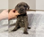 Puppy Frank Cane Corso