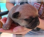 Small Photo #9 Buggs Puppy For Sale in WEST PLAINS, MO, USA