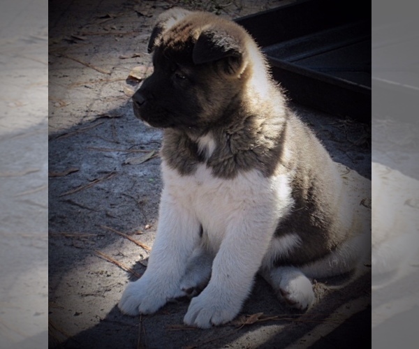 Medium Photo #3 Akita Puppy For Sale in INGLIS, FL, USA