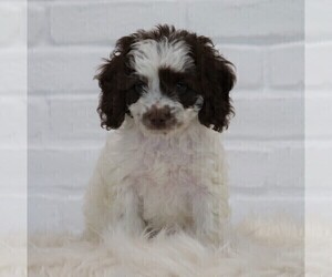 Cocker Spaniel-Poodle (Miniature) Mix Puppy for sale in FREDERICKSBG, OH, USA