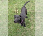 Small #3 Labrador Retriever Mix