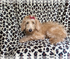 Miniature Labradoodle Puppy for Sale in LAKELAND, Florida USA