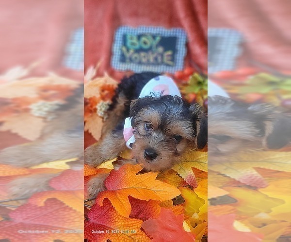 Medium Photo #26 Yorkshire Terrier Puppy For Sale in AKRON, OH, USA