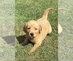 Small #6 Golden Retriever