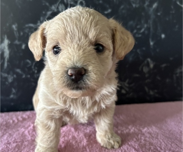 Medium Photo #1 Poodle (Miniature)-Wee-Poo Mix Puppy For Sale in LAGRANGE, IN, USA