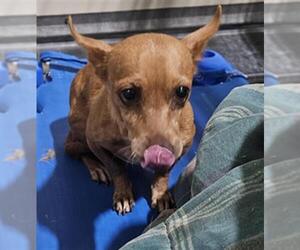 Chihuahua Dogs for adoption in Bakersfield, CA, USA