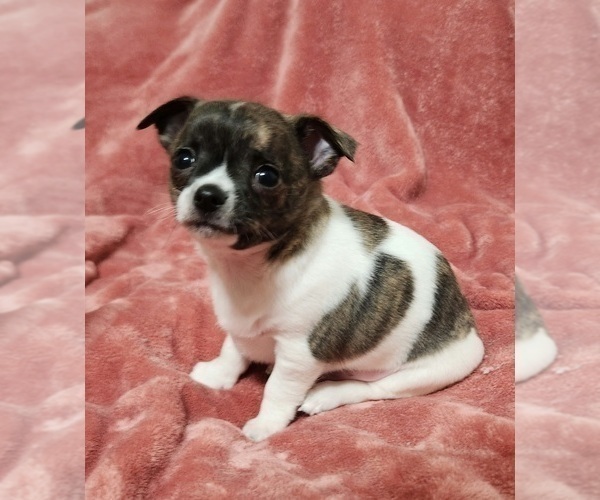 Medium Photo #13 Chihuahua Puppy For Sale in MOUNT AIRY, NC, USA