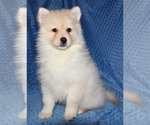 Small Photo #1 Pomsky Puppy For Sale in DENTON, TX, USA