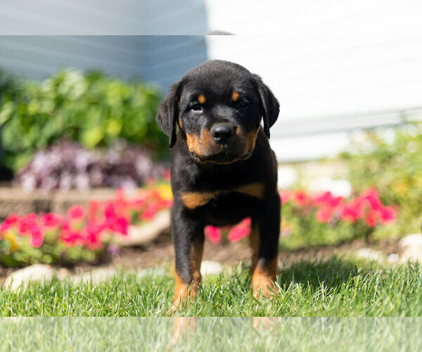 Medium Photo #8 Rottweiler Puppy For Sale in NAPPANEE, IN, USA