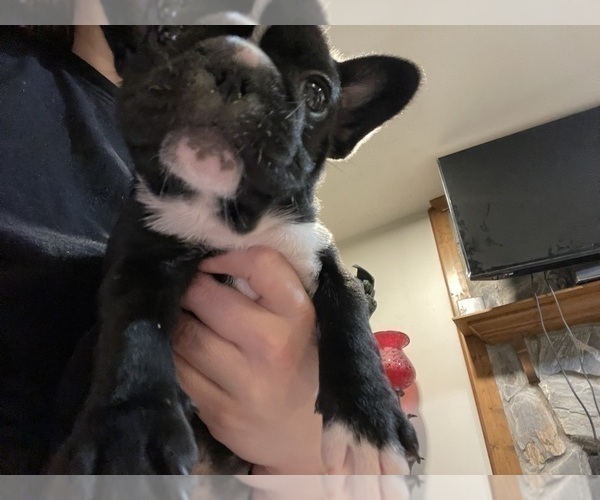 Medium Photo #14 French Bulldog Puppy For Sale in HOPE MILLS, NC, USA