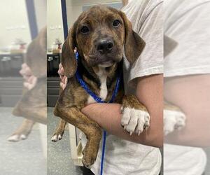 Black and Tan Coonhound-Unknown Mix Dogs for adoption in Peoria, IL, USA