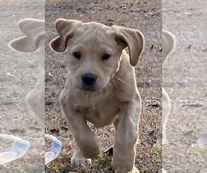 Labrador Retriever Puppy for sale in PURVIS, MS, USA