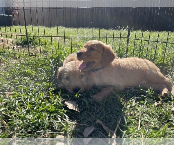Medium Photo #15 Golden Retriever Puppy For Sale in SUMMERVILLE, SC, USA