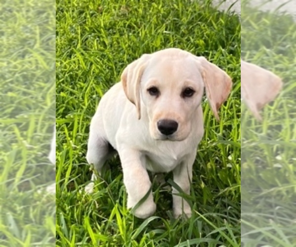 Medium Photo #1 Labrador Retriever Puppy For Sale in CLAY CENTER, KS, USA