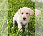 Small Photo #1 Labrador Retriever Puppy For Sale in CLAY CENTER, KS, USA
