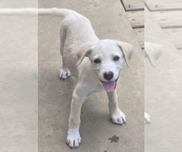 Medium Photo #9 Labrador Retriever-Unknown Mix Puppy For Sale in Alexander, AR, USA