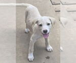 Small #8 Labrador Retriever Mix