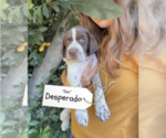 Puppy Desperado Pointer