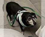 Small #1 Dachshund Mix