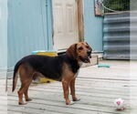 Small #6 Beagle
