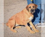 Small #1 Mutt