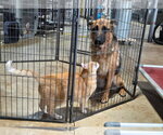 Small Photo #9 German Shepherd Dog Puppy For Sale in Centreville, VA, USA