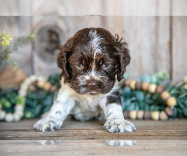 Medium Photo #3 Cocker Spaniel Puppy For Sale in BALTIC, OH, USA