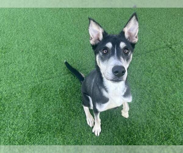 Medium Photo #1 Siberian Husky-Unknown Mix Puppy For Sale in Grand Prairie, TX, USA