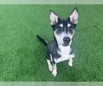 Small Siberian Husky Mix